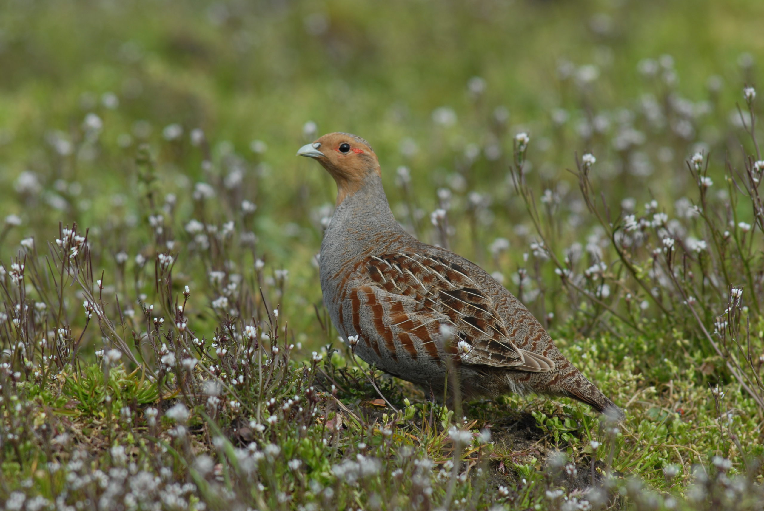 Foto: Frans van Ool